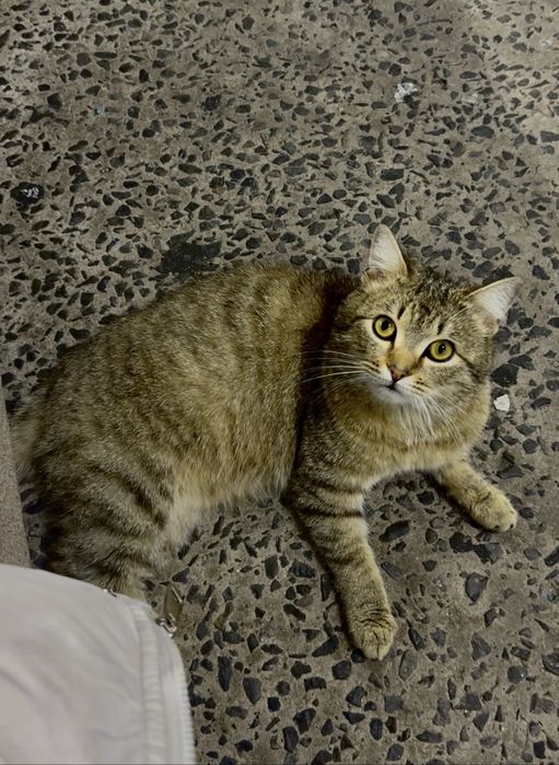 Ищем дом для кота