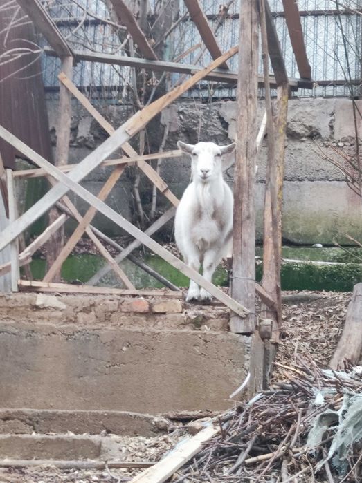 Орыс ешкіні сатамын