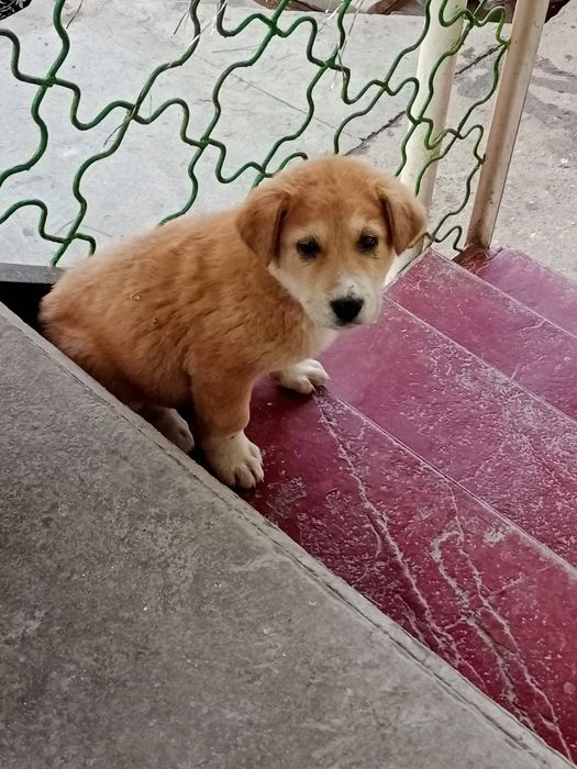 Щенок,смесь породы,4мес.