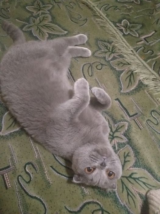 Вязка  Котов. вислоухие, британцы