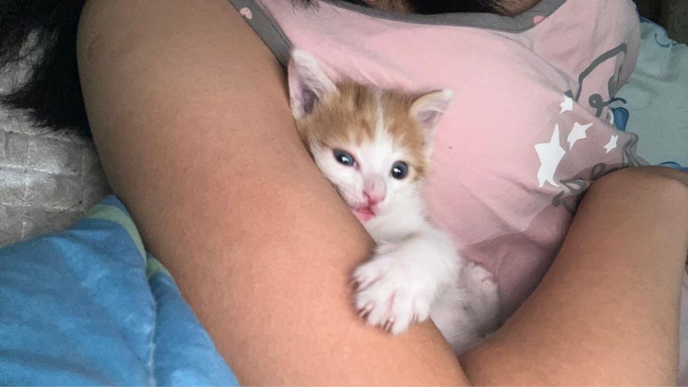 Котенок мальчик в хорошие руки