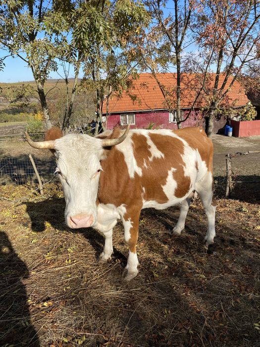 Vaca de 3 ani de vanzare