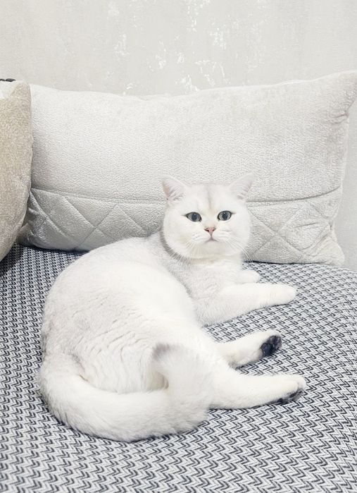 "Вязка" чистокровный Британский Шиншила $65