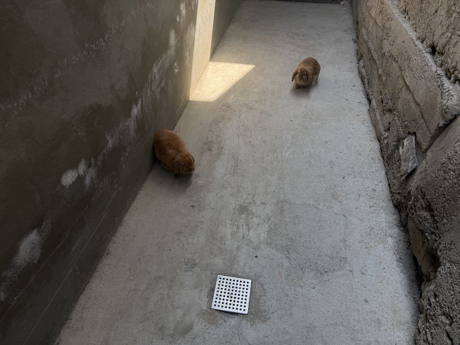 Шеркалла баран қуён сотилади