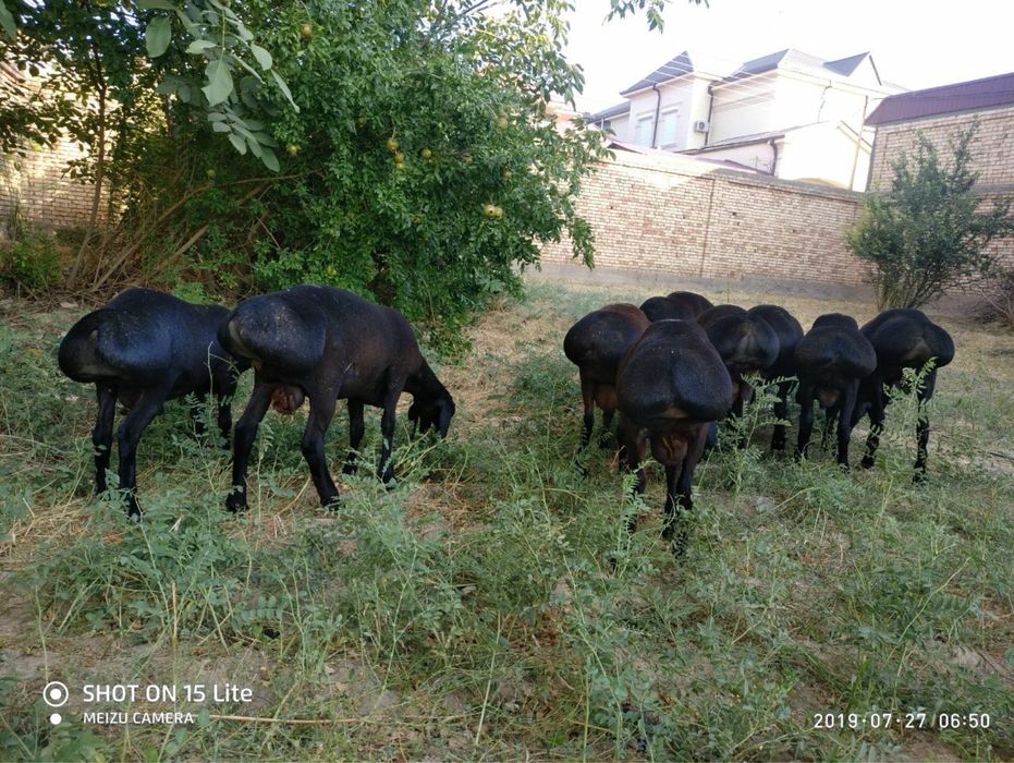 Boqishga qo’chqorla bor