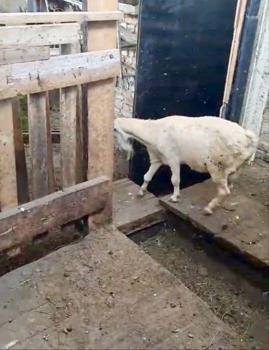 Бараны Баран Козел қошқар, ешкі, ет үшін