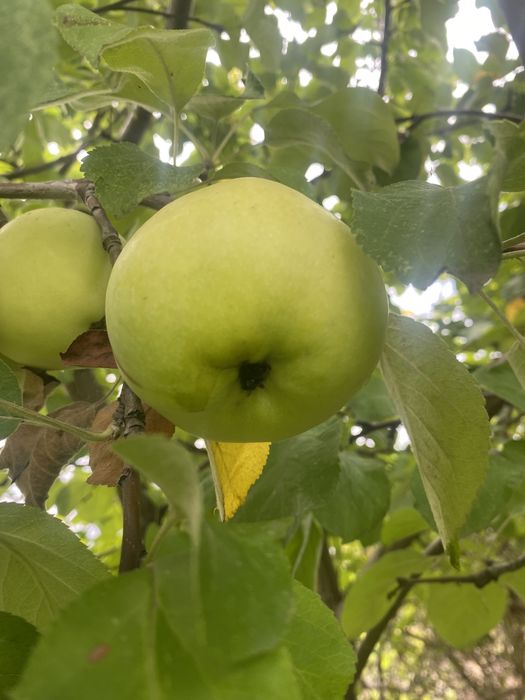 Продам дачу сад южный