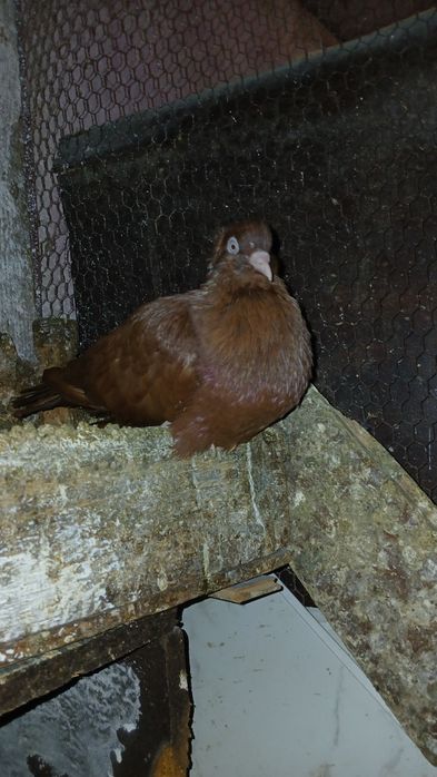 Продавам паламарски гълъби