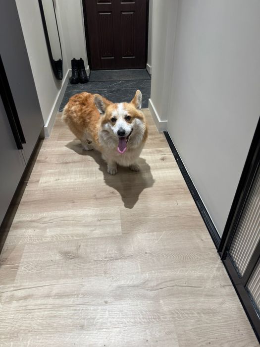 Найдена собака - КОРГИ (мальчик взрослый)