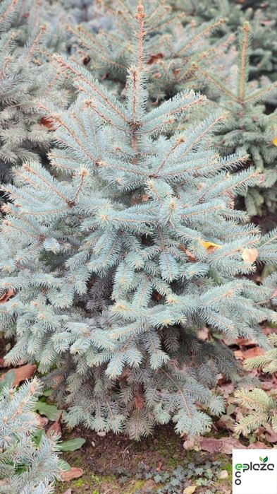 Привезена прямо из природы! Голубая ель Picea Pungens Glauca арча ел