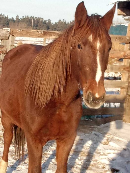 Продам или обменяю молодую кобылу