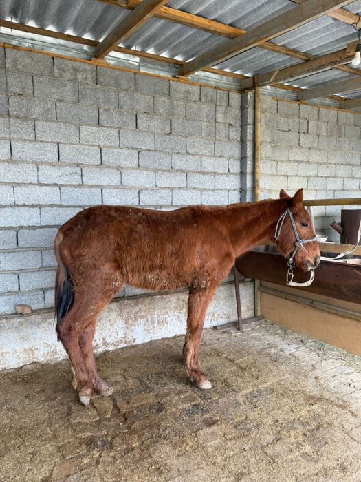 Тай 1 жасқа апрельде толады