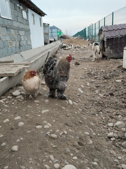 Әтеш петух брама