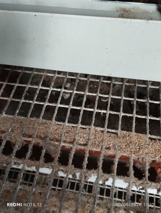 Bedana kataklari sotiladi va bedana sotiladi