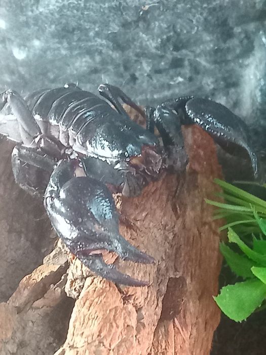 Чорный лесной скарпион.