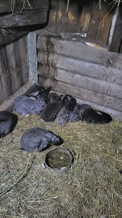 Продам кроликов..
