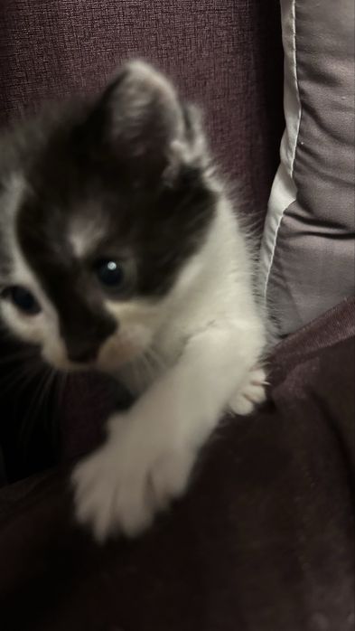 Милая кошечка ищет любящий дом