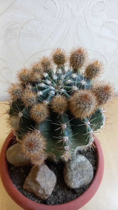 Кактусы комнатные продам