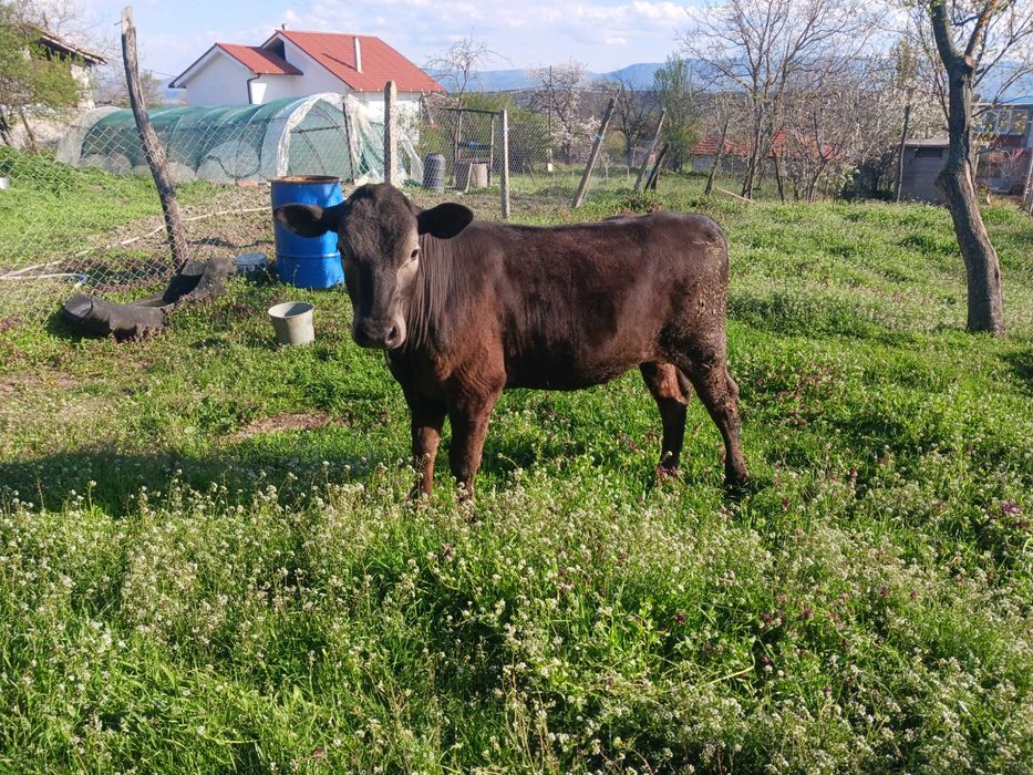 Женско теле на 11 месеца