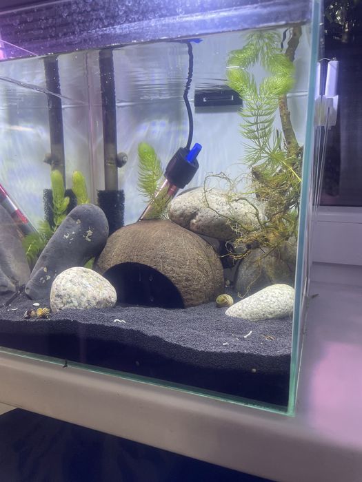 Аквариум с рыбой