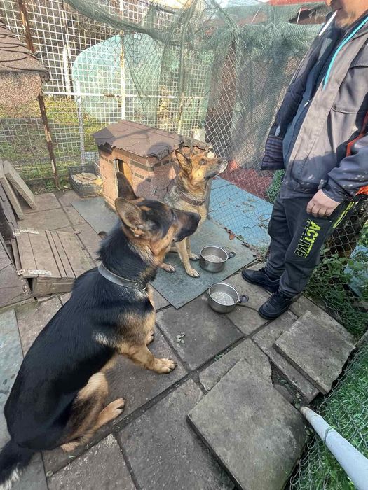 Немска овчарка,малки на два и половина месеца