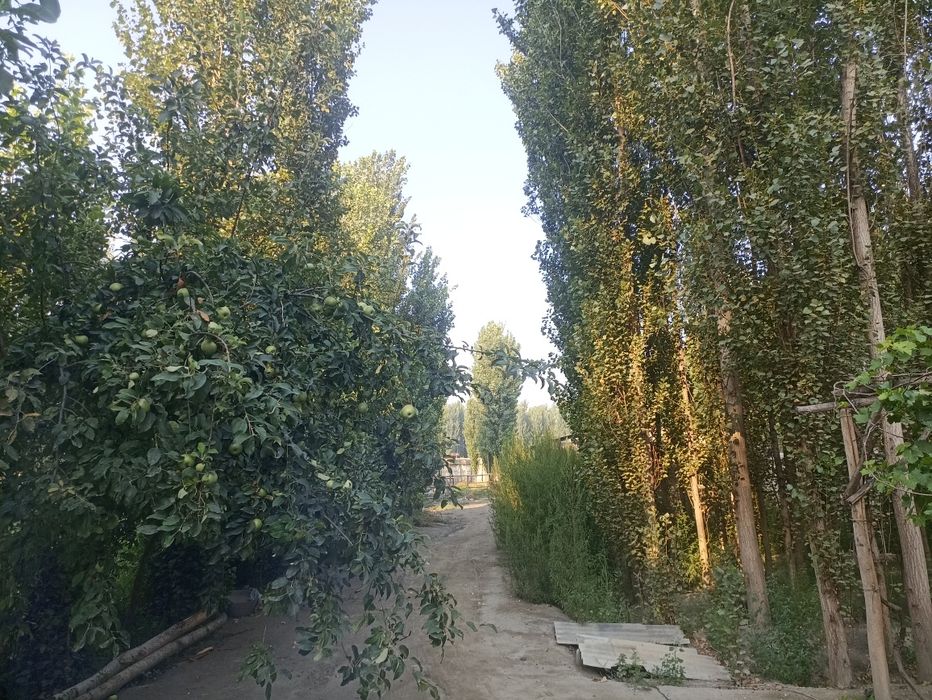 Чорва ферма сотилади 40 сотих