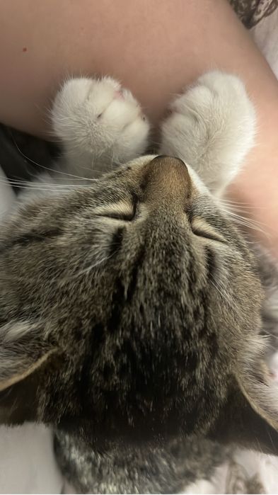 Қамқор адамға нәзік мысық беремін