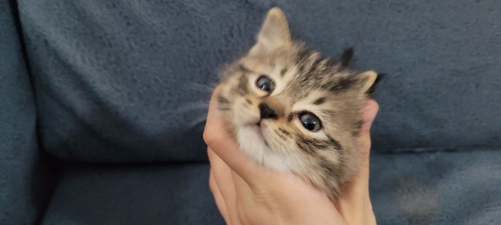 Очаровательный котёнок ищет хозяев