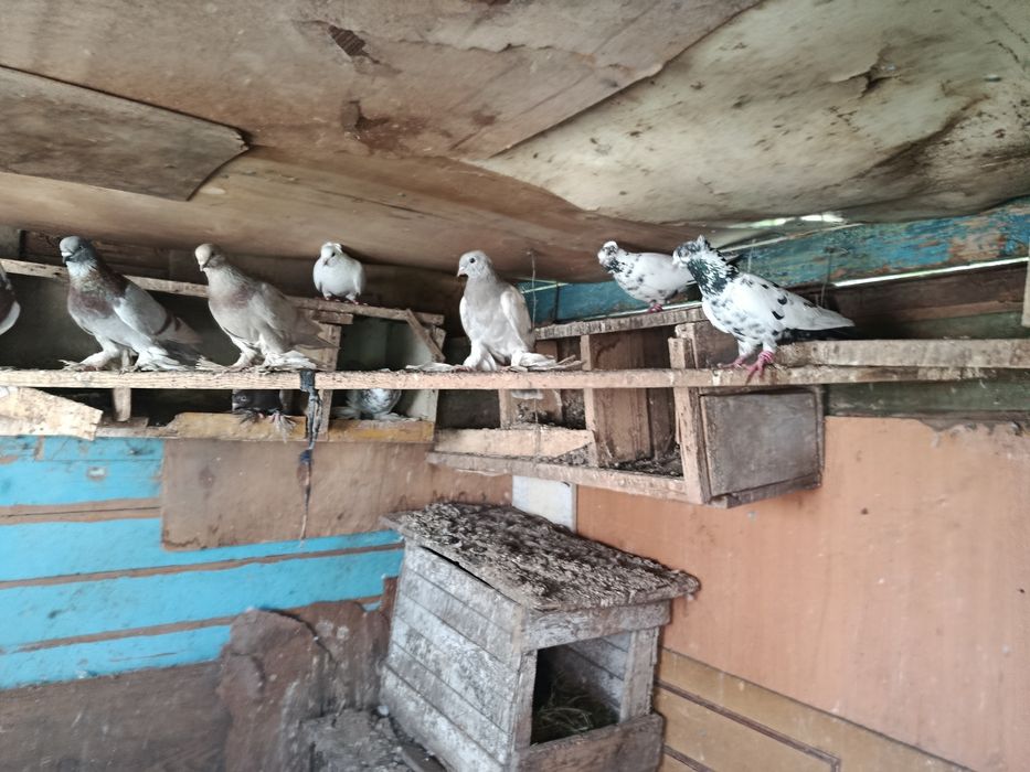 Продам голубей разных пород