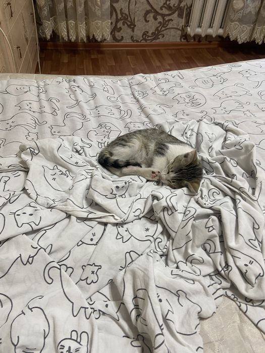 Отдам котенка в добрые руки