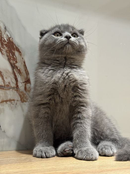 Скоттиш фолд котята