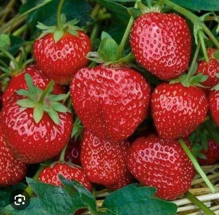 Клубника многолетняя