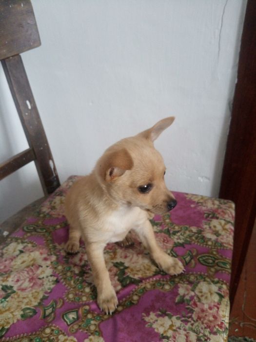 Продам щенка той терьер, девочка два месяца