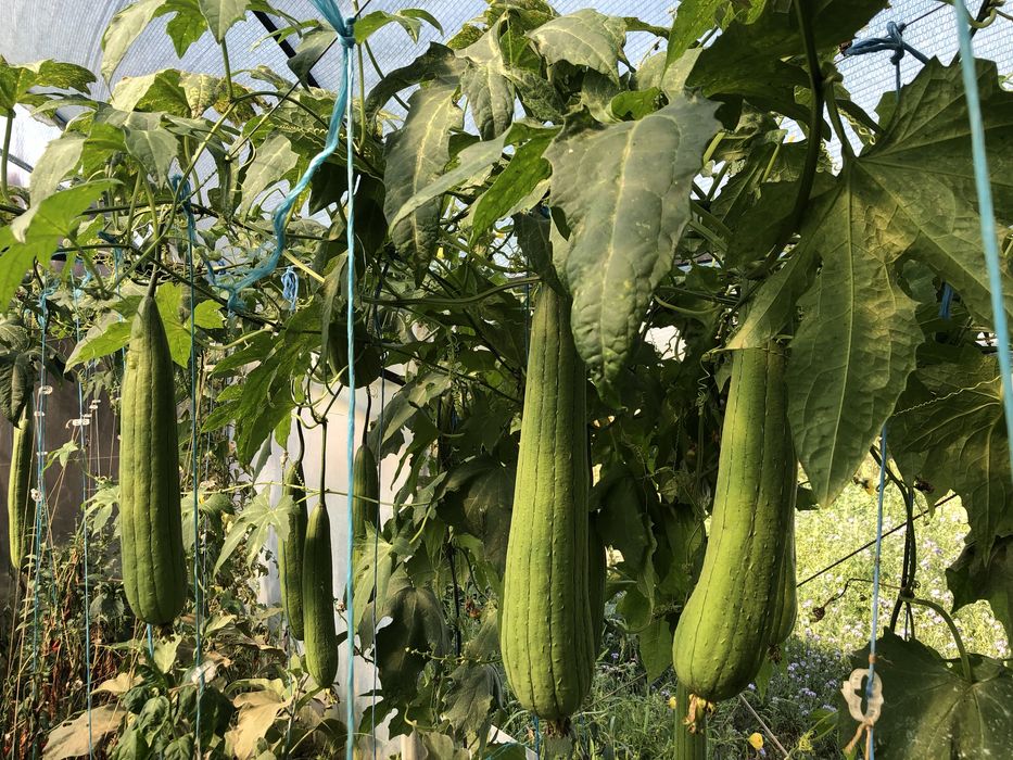 Seminte Lufa Elida (burete vegetal)