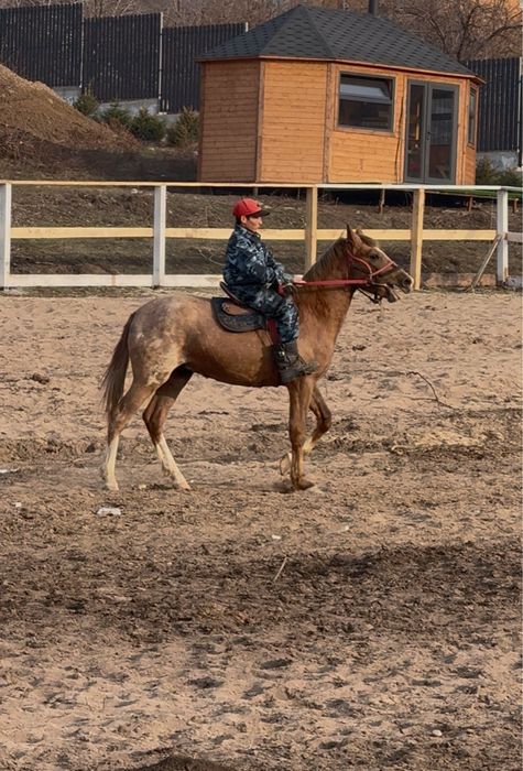 Продается жеребец англ-араб.