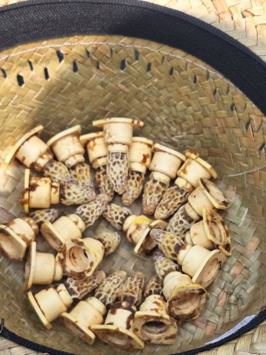 Vând roiuri de albine.