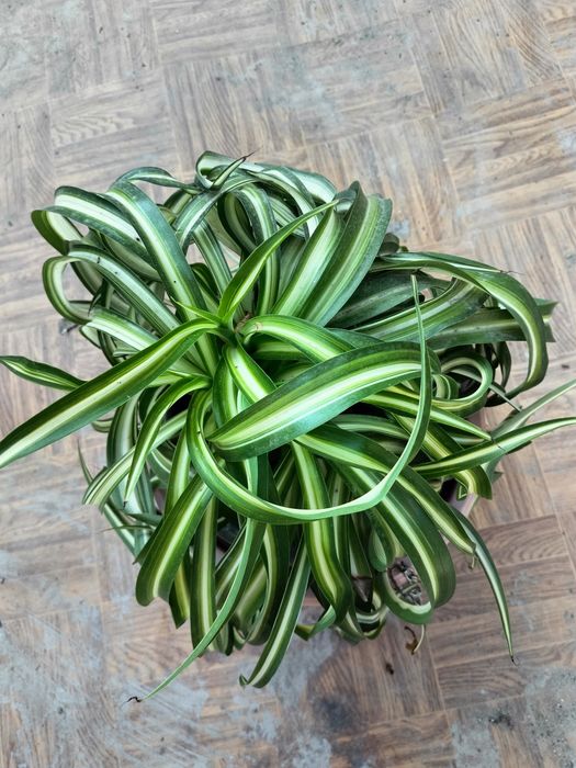 Хлорофитум кудрявый Бони.