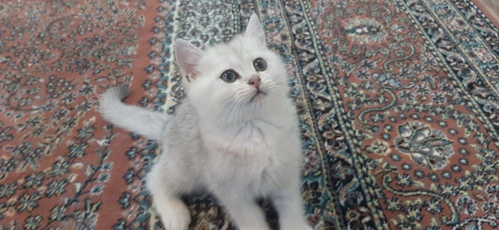Кот скотиш страйт