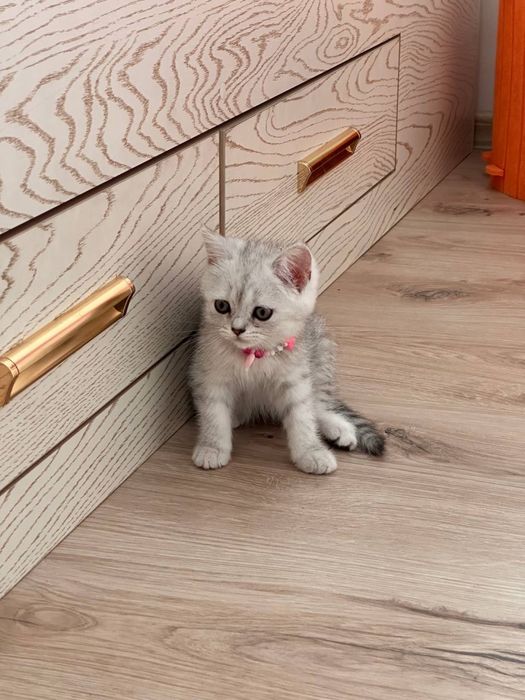 Продается котята породы шиншила