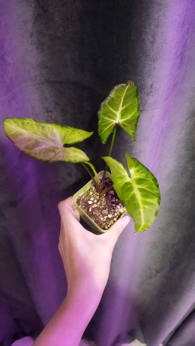 Продам хорошие веточки сингониума