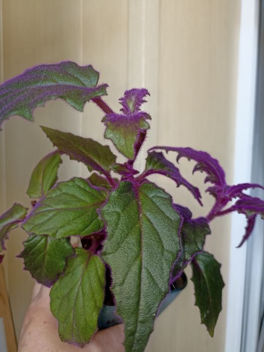 Комнатные растения