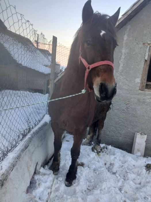 Cal de 7 ani castrat !