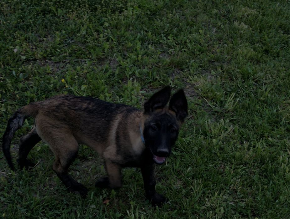 Ciobănesc Belgian Malinois