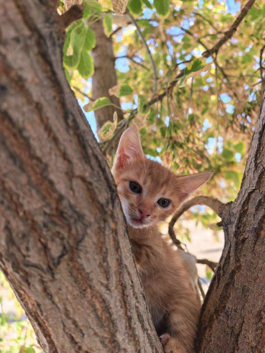 Марғаулар, котята 1 айлық