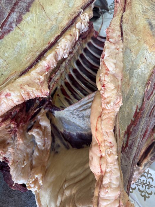 Жылкы байтал тай кунан 3000 тг