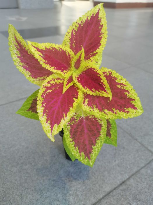 Комнатные цветы  сансевиерии, в ассортименте