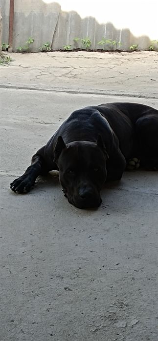 Питбуль ищет невесту. Для вязки.