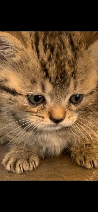Котят в добрые руки