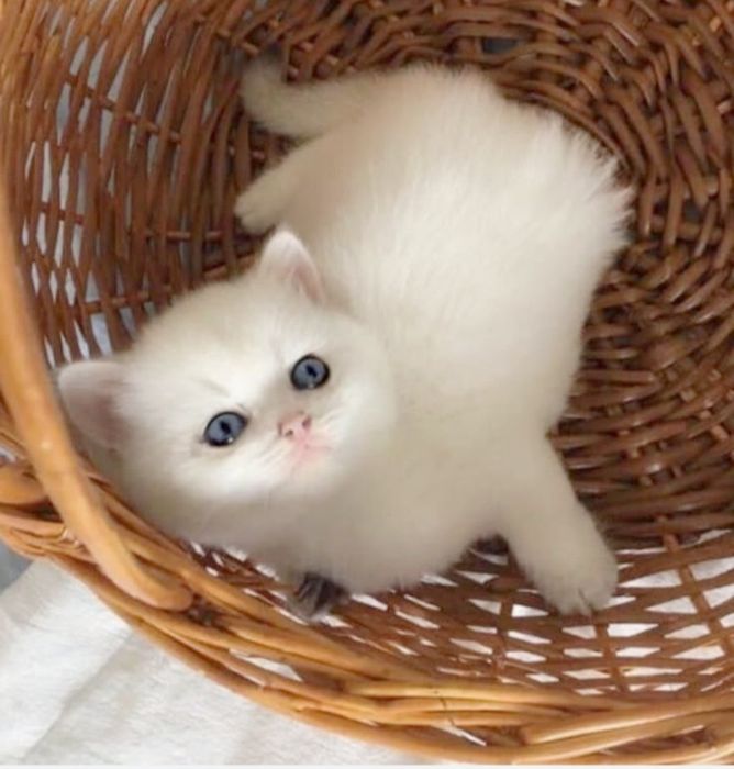 Котики  британские