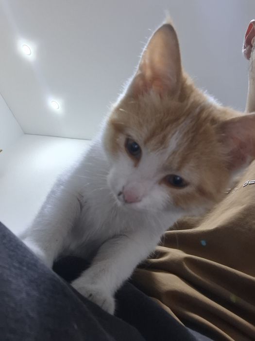 Котенок мальчик умный